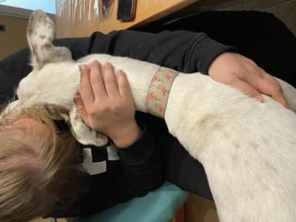 schmusiger Galgo Nanuk (Tierschutz)