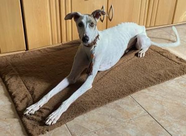 schmusiger Galgo Nanuk (Tierschutz)