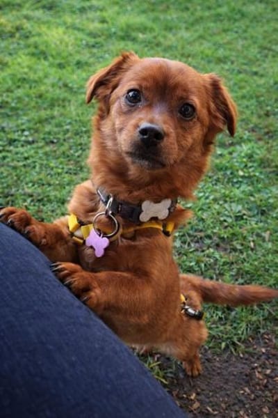 Fanny Pekinese Mischling Hündin Junghund