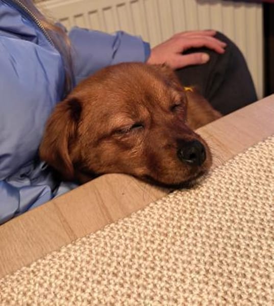 Fanny Pekinese Mischling Hündin Junghund