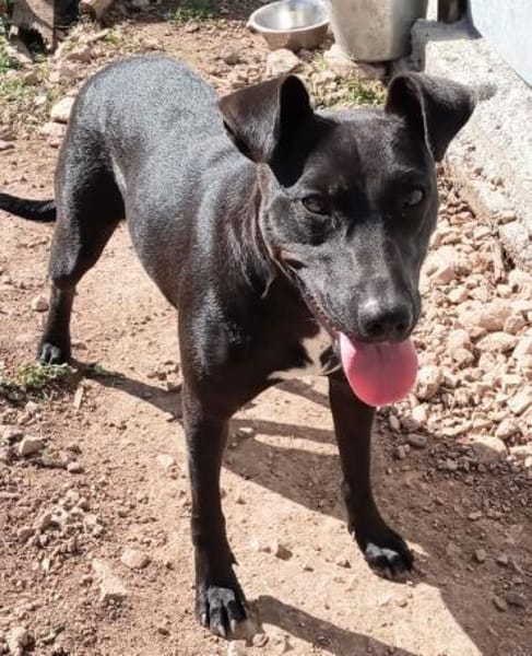 BLACKA sucht DRINGEND! ........