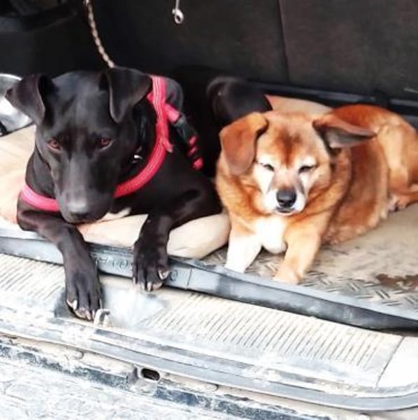 BLACKA sucht DRINGEND! ........