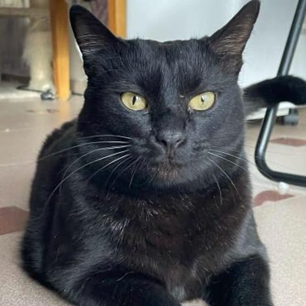 🆘✨Traumkater Merlin & Valentin✨🆘