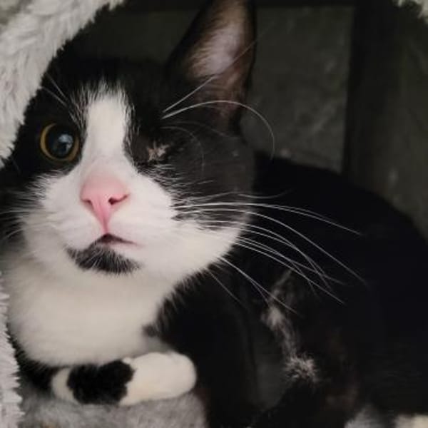 🆘✨Traumkater Merlin & Valentin✨🆘