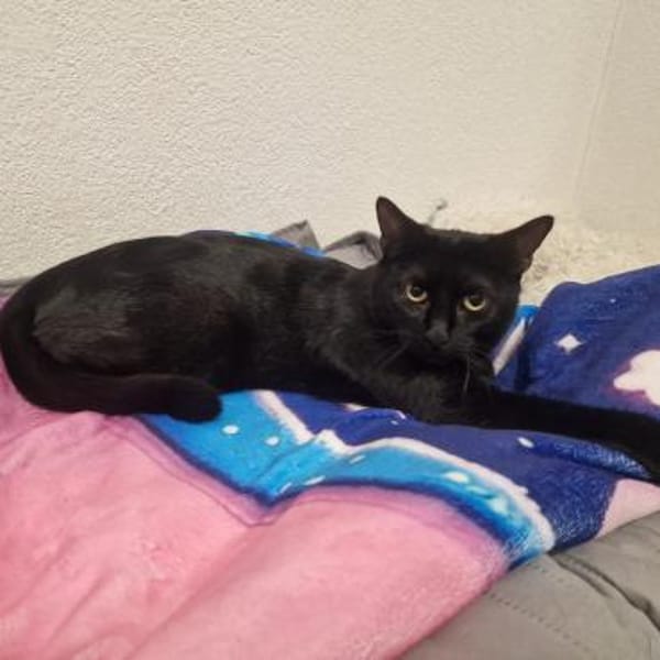 🆘✨Traumkater Merlin & Valentin✨🆘