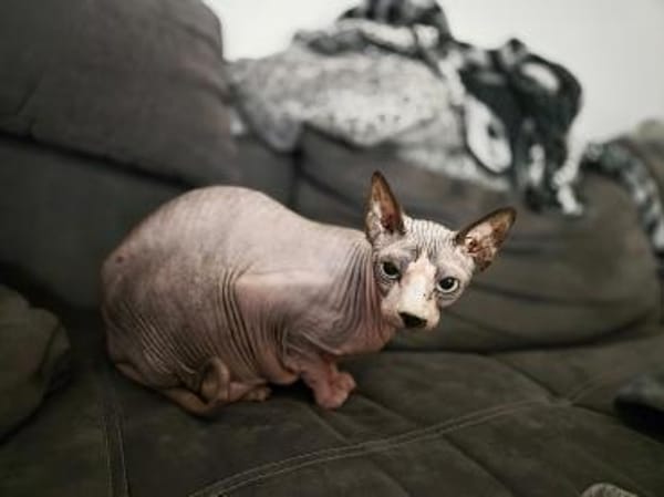 Brüder Sphinx verschmust anhänglich