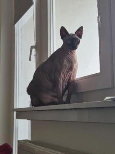 Brüder Sphinx verschmust anhänglich