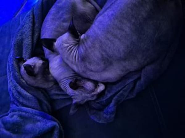 Brüder Sphinx verschmust anhänglich