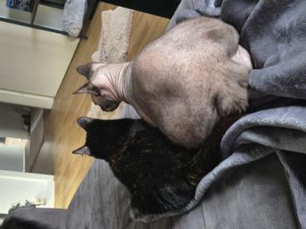 Brüder Sphinx verschmust anhänglich