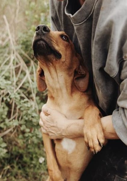 Junger lieber Marno sucht seine Familie!