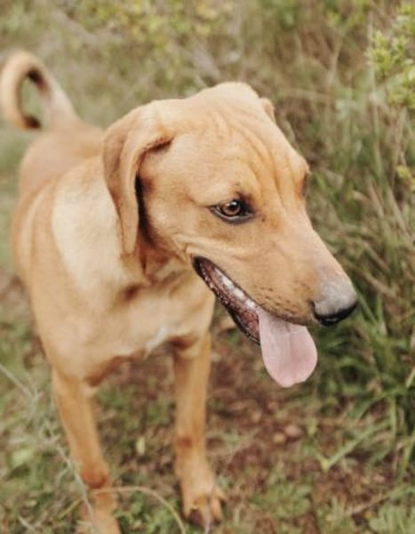 Junger lieber Marno sucht seine Familie!