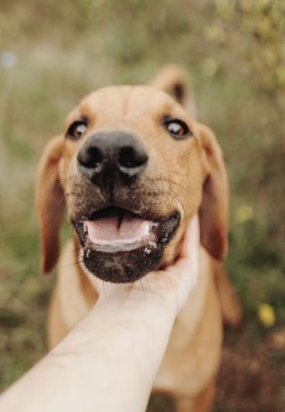 Junger lieber Marno sucht seine Familie!