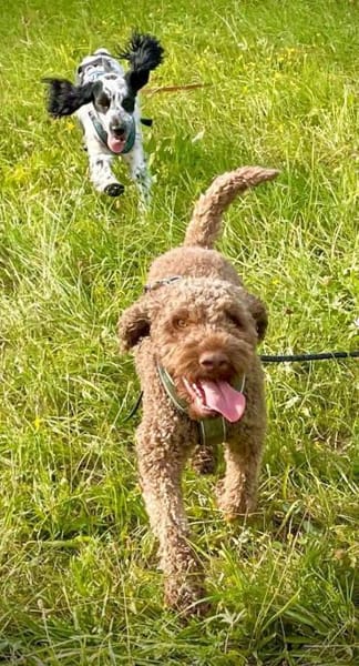 Chewie sucht statt Trüffeln ein Zuhause