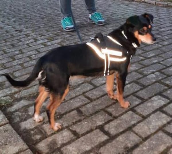 Klein, hübsch und unkomplizert = Azria