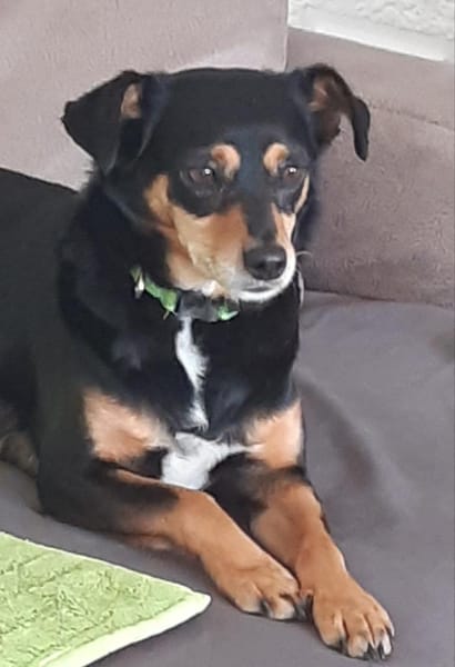 Klein, hübsch und unkomplizert = Azria