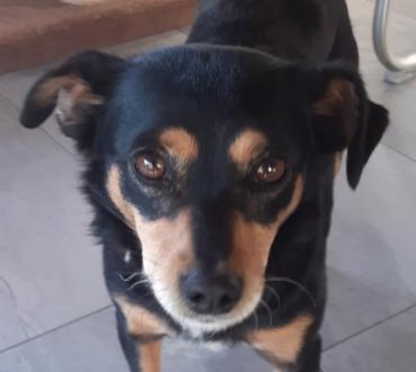 Klein, hübsch und unkomplizert = Azria