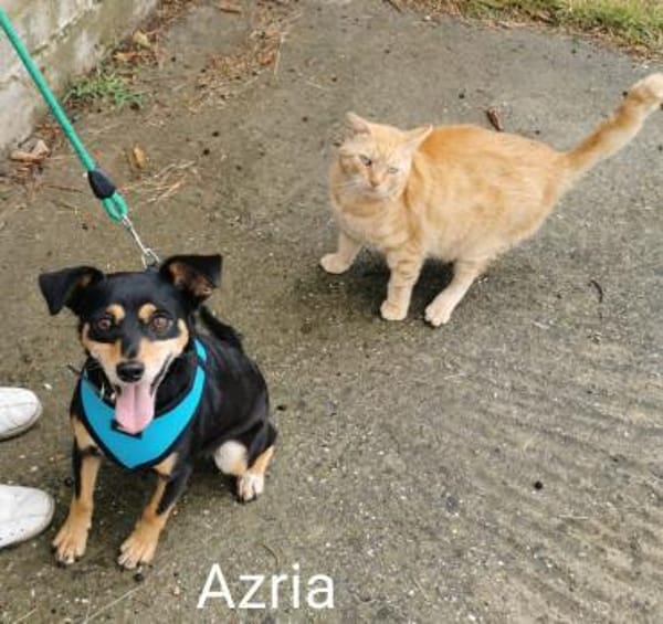 Klein, hübsch und unkomplizert = Azria