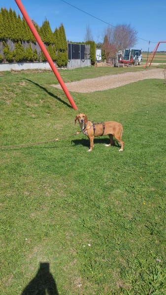 Liebe Asia sucht ihre Menschen