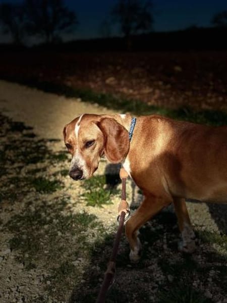 Liebe Asia sucht ihre Menschen