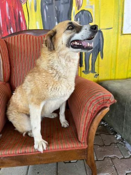 Kana sucht eine Pflegestelle / Zuhause