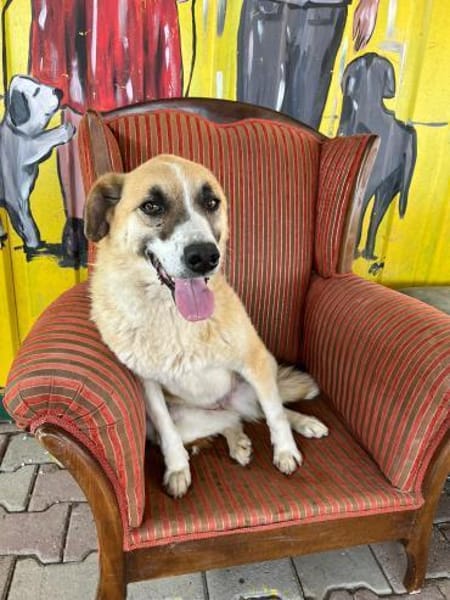 Kana sucht eine Pflegestelle / Zuhause