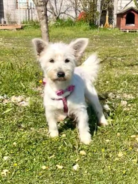 Liebe Ayla sucht ihre Familie !