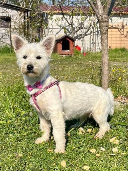 Liebe Ayla sucht ihre Familie !