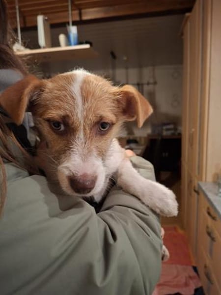 Kleine Baira sucht liebevolles Zuhause