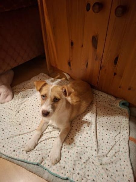 Kleine Baira sucht liebevolles Zuhause