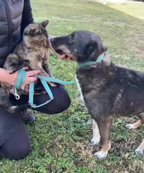 Gino  der unkomplizierte Familienhund