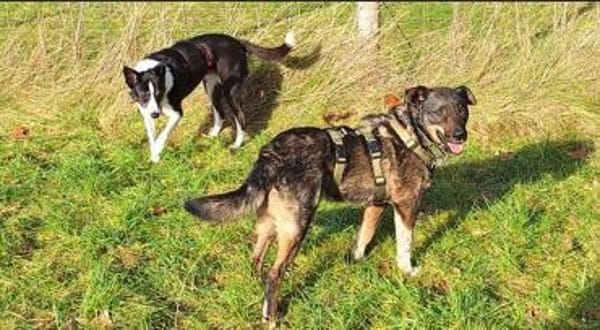 Gino  der unkomplizierte Familienhund