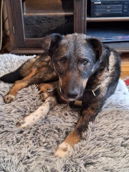 Gino  der unkomplizierte Familienhund