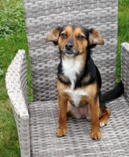 Emma2 sucht ein Zuhause