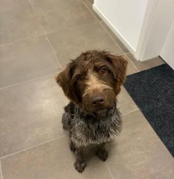 Phino Neue Familie gesucht