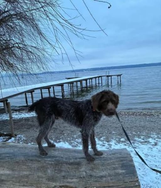 Phino Neue Familie gesucht