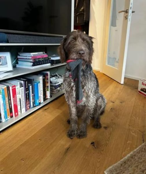 Phino Neue Familie gesucht