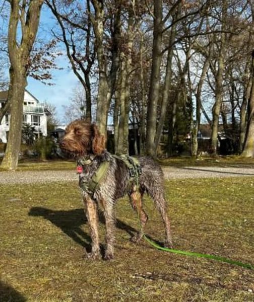 Phino Neue Familie gesucht