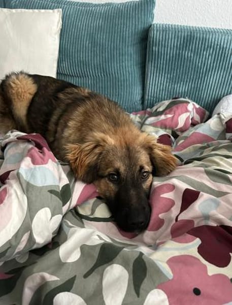 Lieb verschmust verträglich Jung Mimir