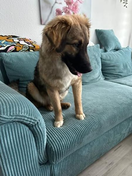 Lieb verschmust verträglich Jung Mimir