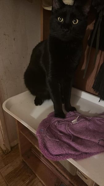 Houdi wird Dich verzaubern