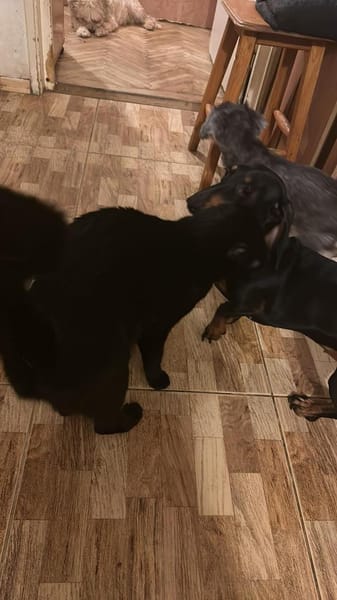 Houdi wird Dich verzaubern