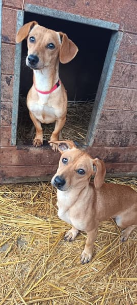 Vanda wurde mit Oli augesetzt