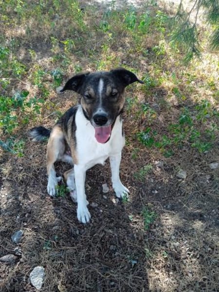 Aston kommt mit allen klar