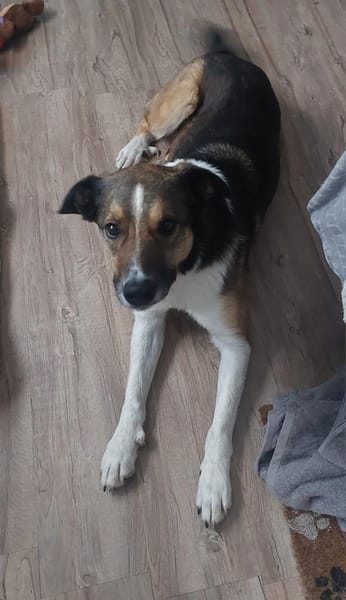 Aston kommt mit allen klar