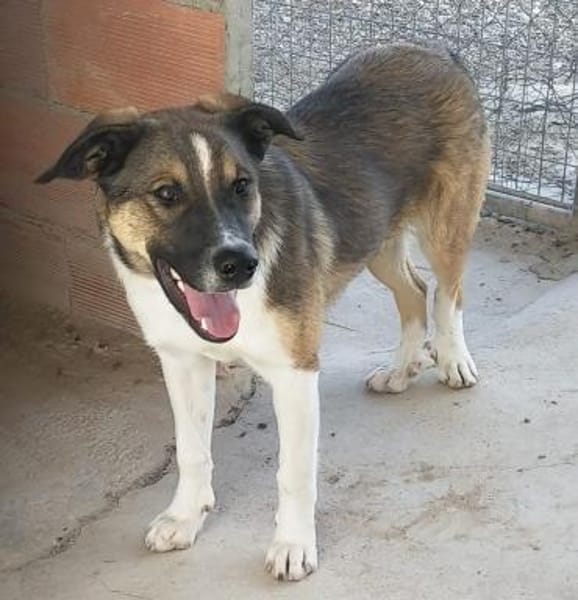 Aston kommt mit allen klar