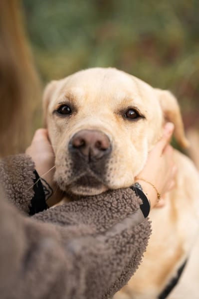 Filou Glück auf vier Pfoten