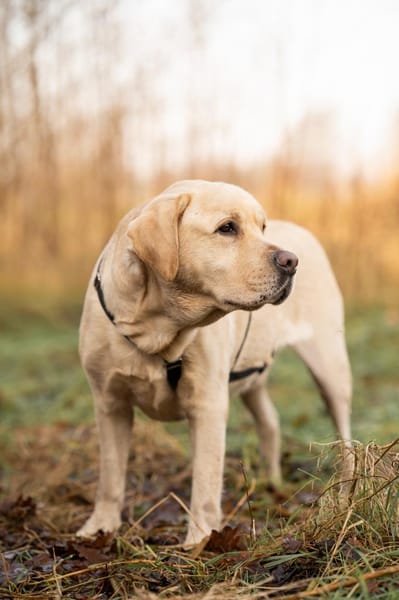 Filou Glück auf vier Pfoten
