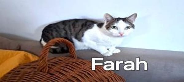 Liebe Farah - hoch schwanger entsorgt !