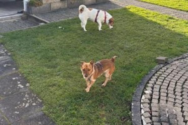 Frederik - aufgeweckte Knutschkugel