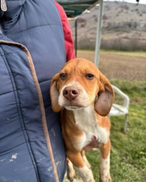 Tom, aktiver, aufgeweckter Junghund